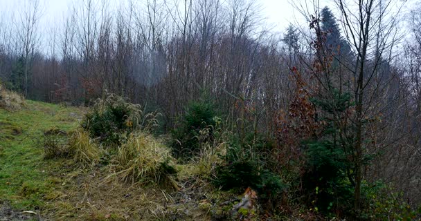 Mañana brumosa de otoño en el bosque — Vídeo de stock