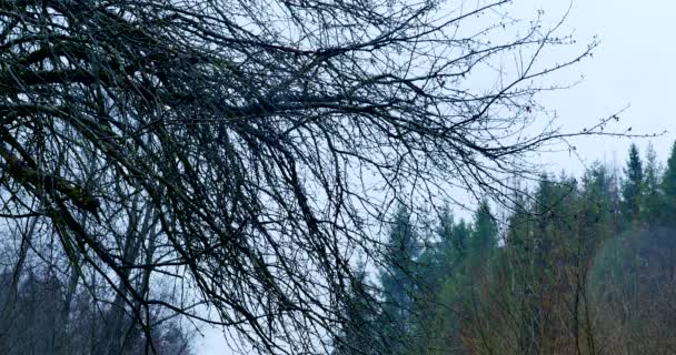 Tjocka grenar i skogen, bakgrunden natur, naturliga — Stockvideo