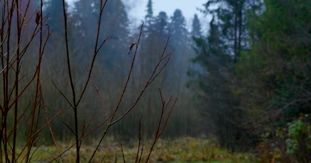 Mglisty poranek jesienią w lesie — Wideo stockowe