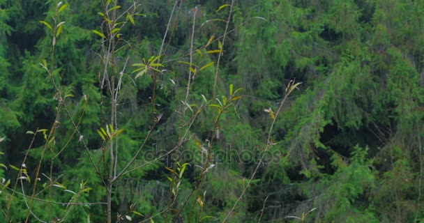 Rami folti nella foresta, natura di sfondo, naturale — Video Stock