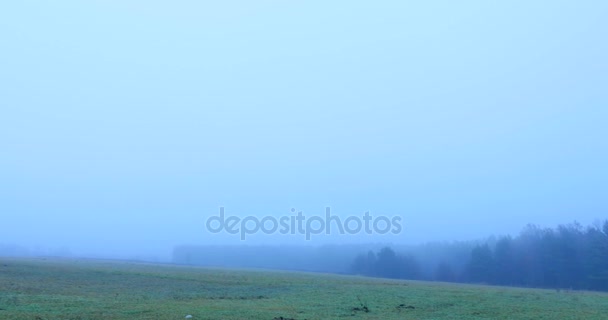 Mañana brumosa de otoño en el bosque — Vídeos de Stock