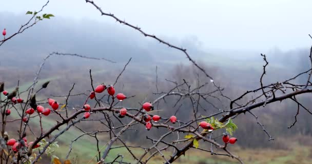 Dog rose tree background — Stock Video