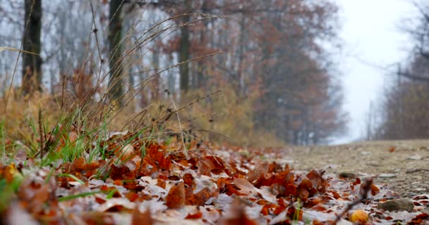 Camino en otoño paisaje — Vídeos de Stock