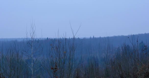 Ramos grossos na floresta, natureza de fundo, natural — Vídeo de Stock