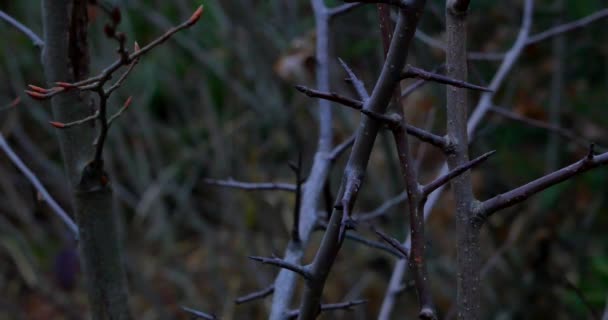 Tjocka grenar i skogen, bakgrunden natur, naturliga — Stockvideo