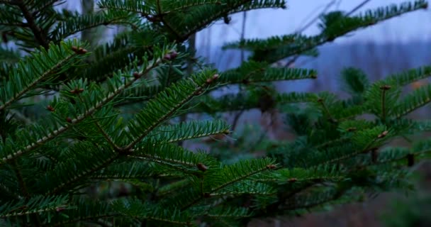 Kiefernzweig mit Tropfen nach dem Regen — Stockvideo