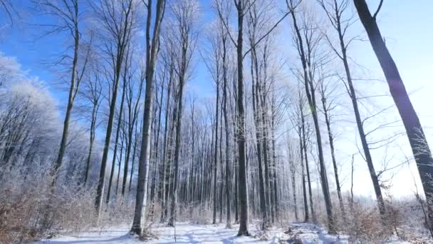 Donmuş kış orman geniş açılı çekimlerde yürümek — Stok video