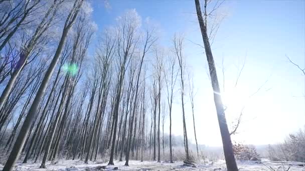 Walk in frozen winter forest wide angle — Stock Video