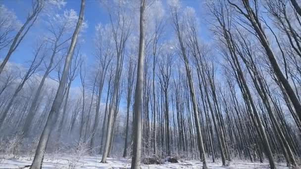 Caminar en bosque de invierno congelado gran ángulo — Vídeos de Stock