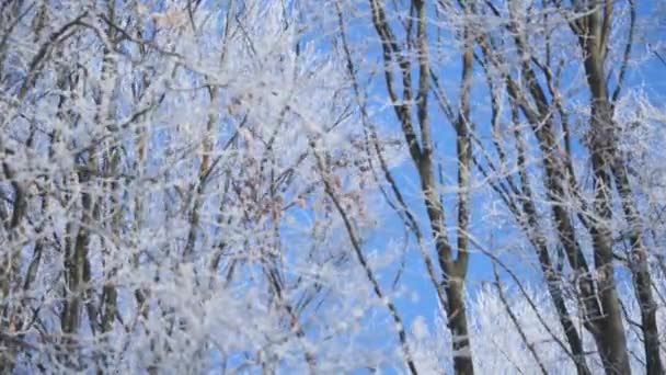 Corona de árbol congelada sobre fondo de cielo azul — Vídeos de Stock