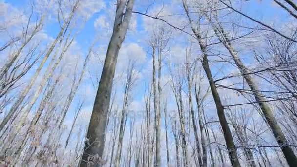 Promenad i vinterfrusen skog vidvinkel — Stockvideo