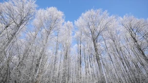 Couronne d'arbre congelée sur fond bleu ciel — Video