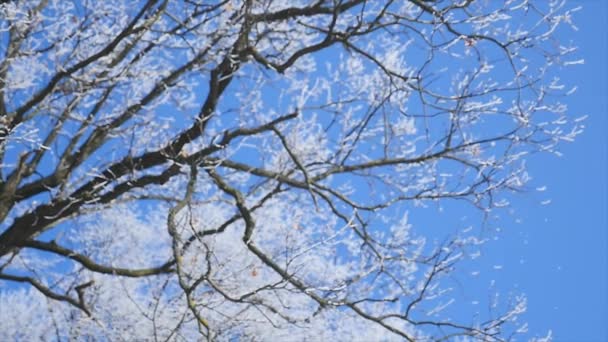 Frozen tree crown on blue sky background — Stock Video