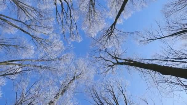 Vista para árvores superiores congeladas no fundo do céu azul — Vídeo de Stock