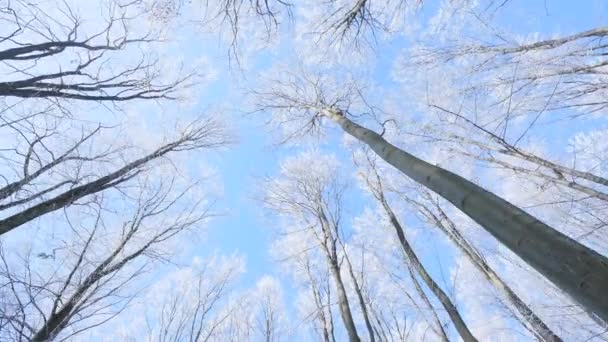 View to frozen top trees on blue sky background — Stock Video