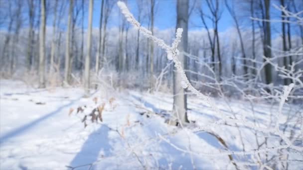 Rama de árbol desnudo esmerilado en fondo de invierno — Vídeos de Stock