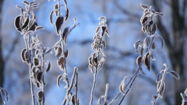 Ramo albero nudo smerigliato in inverno sfondo — Video Stock