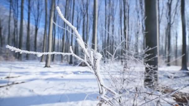 Zamrzlé holý strom větev v zimě pozadí — Stock video