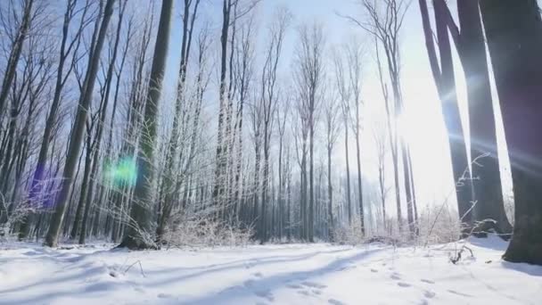 走在寒冷的冬天森林广角 — 图库视频影像