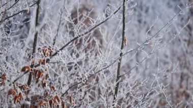 Şube ve sarı yapraklar frost ile kaplı. Doğa