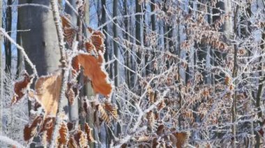 Şube ve sarı yapraklar frost ile kaplı. Doğa