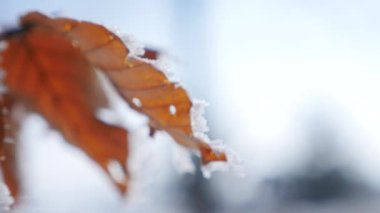 Şube ve sarı yapraklar frost ile kaplı. Doğa