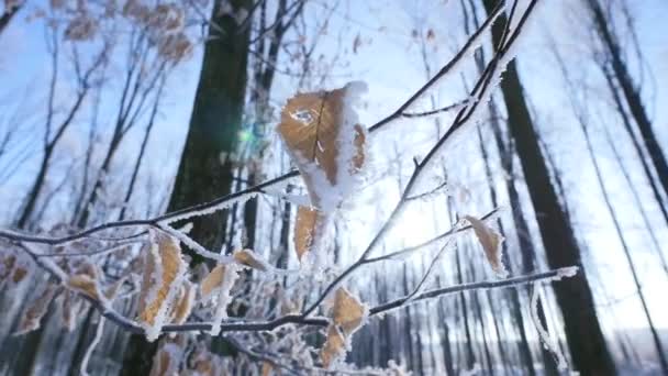 Zamrzlé holý strom větev v zimě pozadí — Stock video