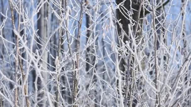 Árboles cubiertos de nieve en el bosque de invierno — Vídeos de Stock