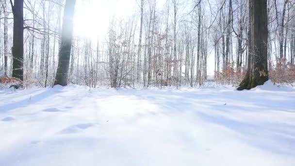 Pokryte śniegiem drzewa w zimowym lesie — Wideo stockowe