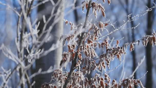 Zweige und gelbe Blätter, die mit Frost bedeckt sind. Natur — Stockvideo