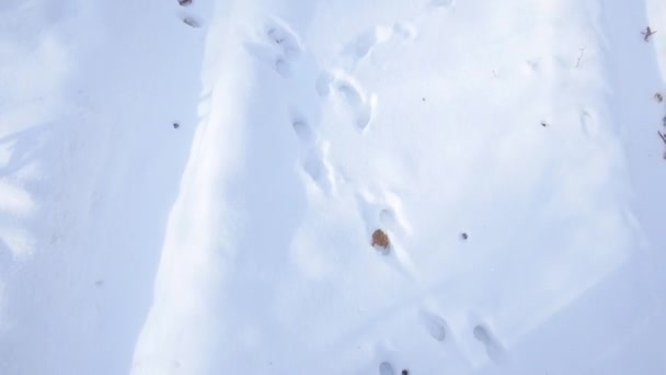 Тропы в снежном зимнем лесу — стоковое видео