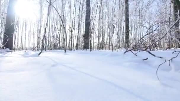 겨울 숲 속의 눈덮인 나무들 — 비디오