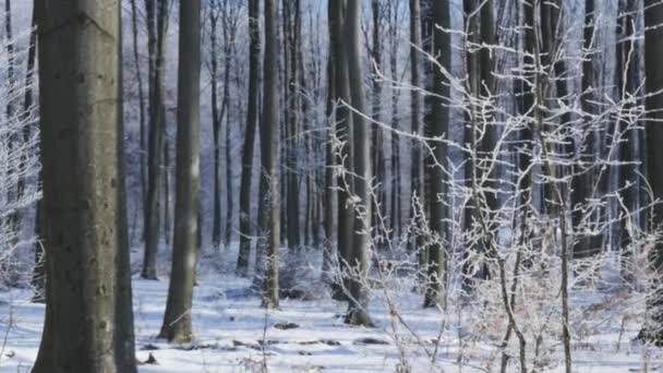 Besneeuwde bomen in het winterbos — Stockvideo