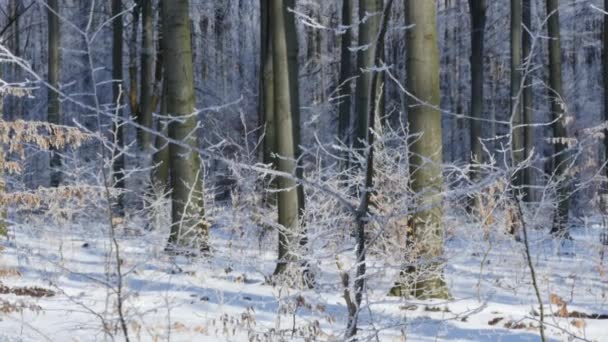 Besneeuwde bomen in het winterbos — Stockvideo