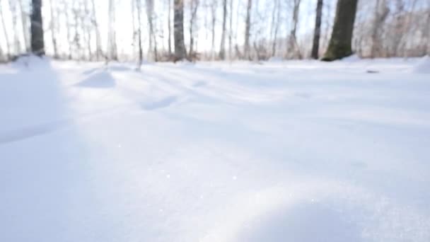 Заснеженные деревья в зимнем лесу — стоковое видео