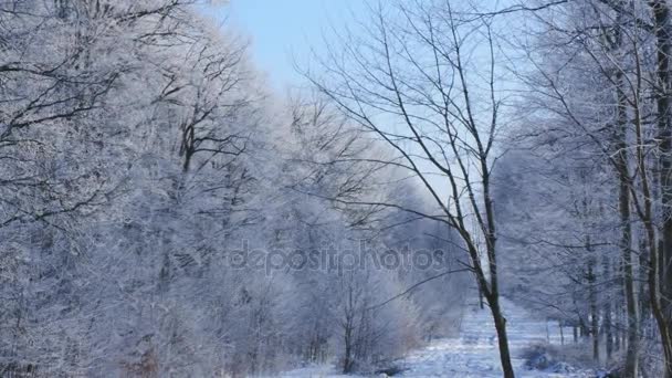 Corona albero congelato su sfondo cielo blu — Video Stock