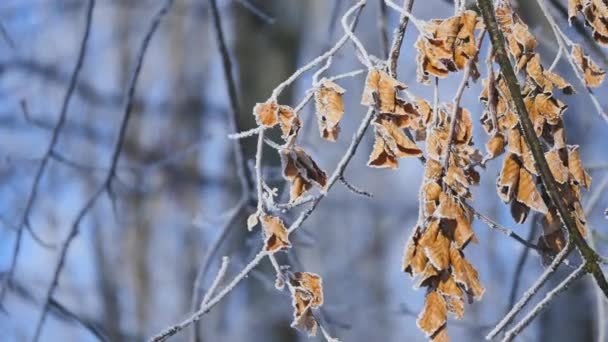 Rami e foglie gialle ricoperte di gelo. Natura — Video Stock