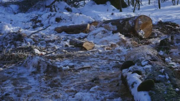 Hó borította fák a téli erdőben — Stock videók