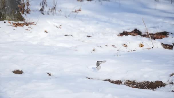 Besneeuwde bomen in het winterbos — Stockvideo