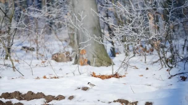 Schnee bedeckte Bäume im Winterwald — Stockvideo