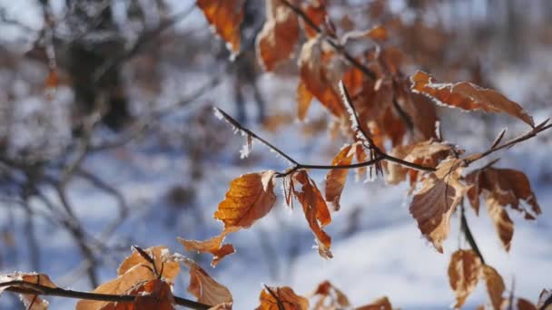 Zweige und gelbe Blätter, die mit Frost bedeckt sind. Natur — Stockvideo