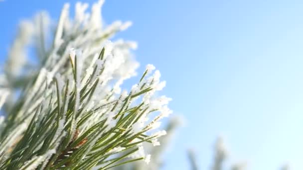 Κλαδιά πεύκου με πάγο και χιόνι, χειμερινή φύση φόντο — Αρχείο Βίντεο