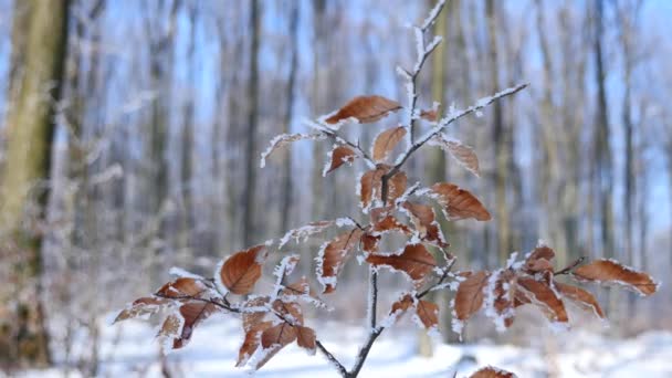 Żółte liście i gałęzie pokryte szronem. Natura — Wideo stockowe