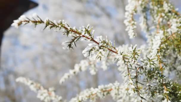 有冰雪的松树枝，冬季自然背景 — 图库视频影像