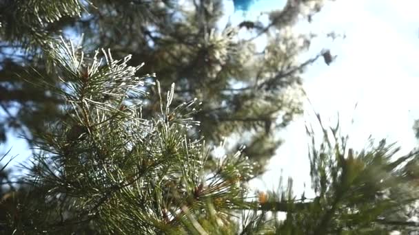 소나무 가지와 얼음과 눈, 겨울 자연 배경 — 비디오