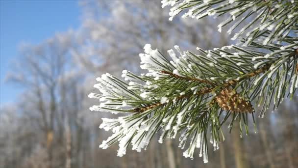Сосновые ветви со льдом и снегом, зимний фон природы — стоковое видео
