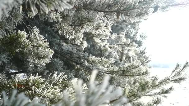 Ramas de pino con hielo y nieve, fondo de naturaleza de invierno — Vídeos de Stock