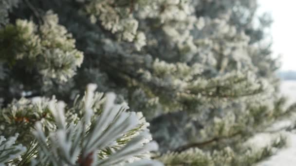 Ramas de pino con hielo y nieve, fondo de naturaleza de invierno — Vídeo de stock