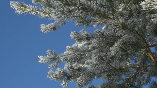 Ramas de pino con hielo y nieve, fondo de naturaleza de invierno — Vídeos de Stock