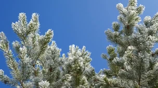 Tall grenar med is och snö, vinter natur bakgrund — Stockvideo